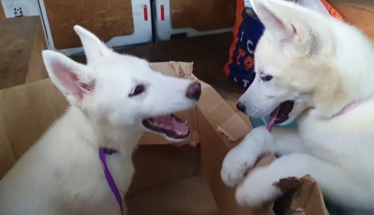1 White female Husky PUP. Can be walked now!