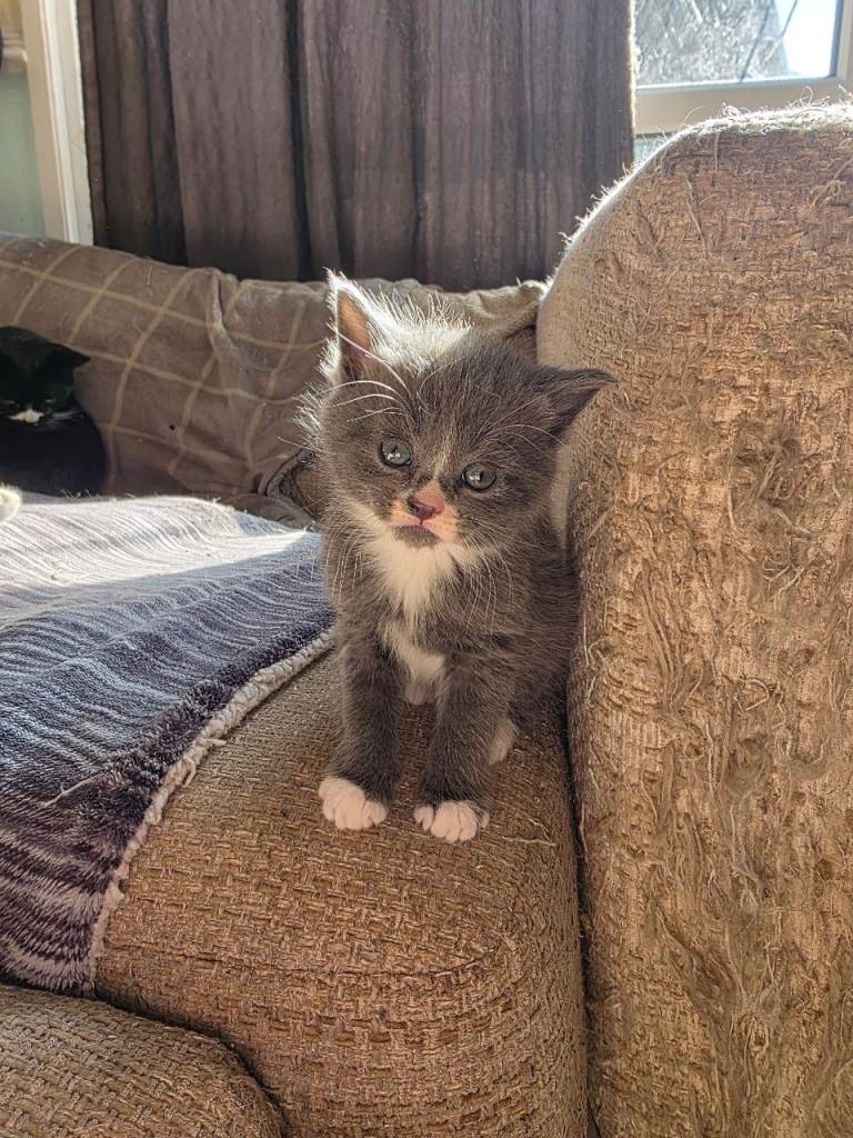 Adorable British Shorthair Kittens – Ready Soon, Stunning Blue & Bicolour 🐾