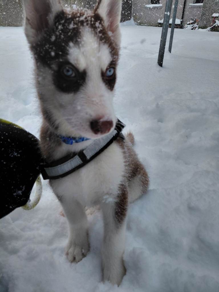 Husky puppies for sale