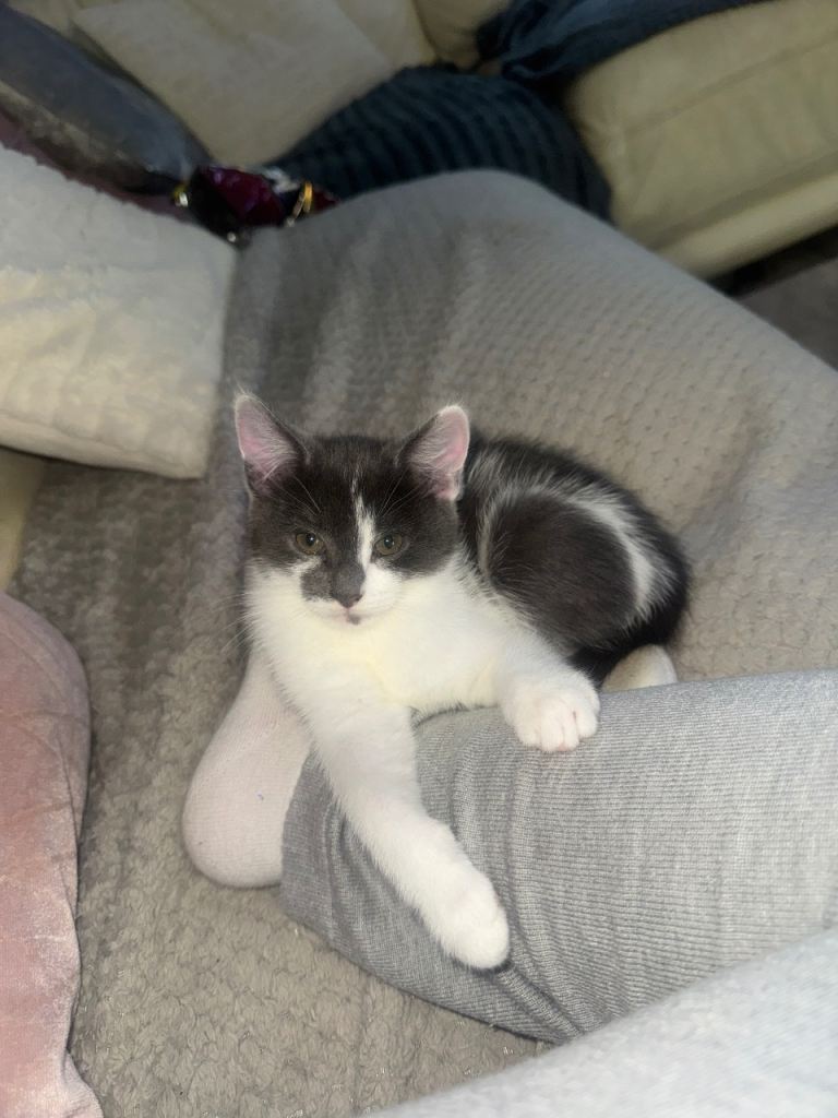 Kittens 
