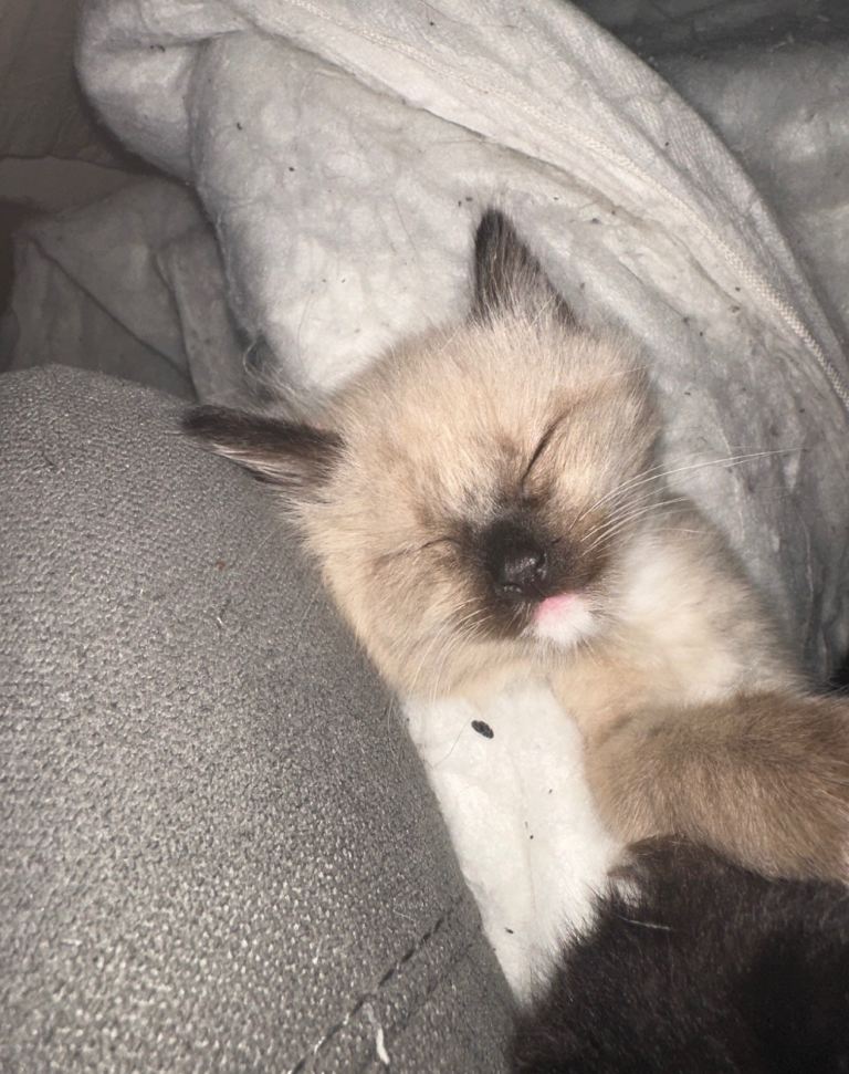 Beautiful ragdoll cross bengal kittens price depends on the kitten ready in 2 weeks 