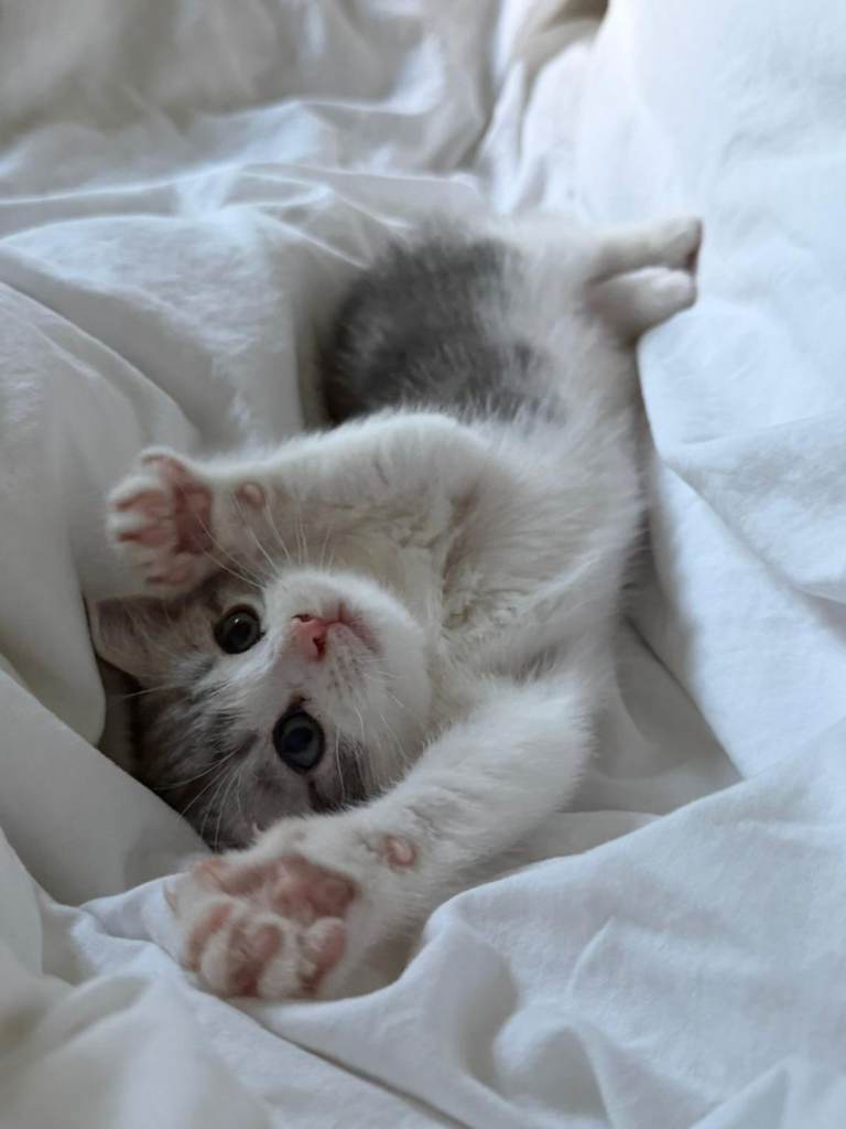Sweet kitten 