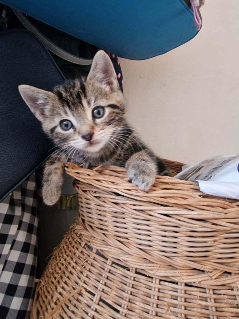 Adorable Kittens & Sweet 1-Year-Old Mother Ready for Forever Homes