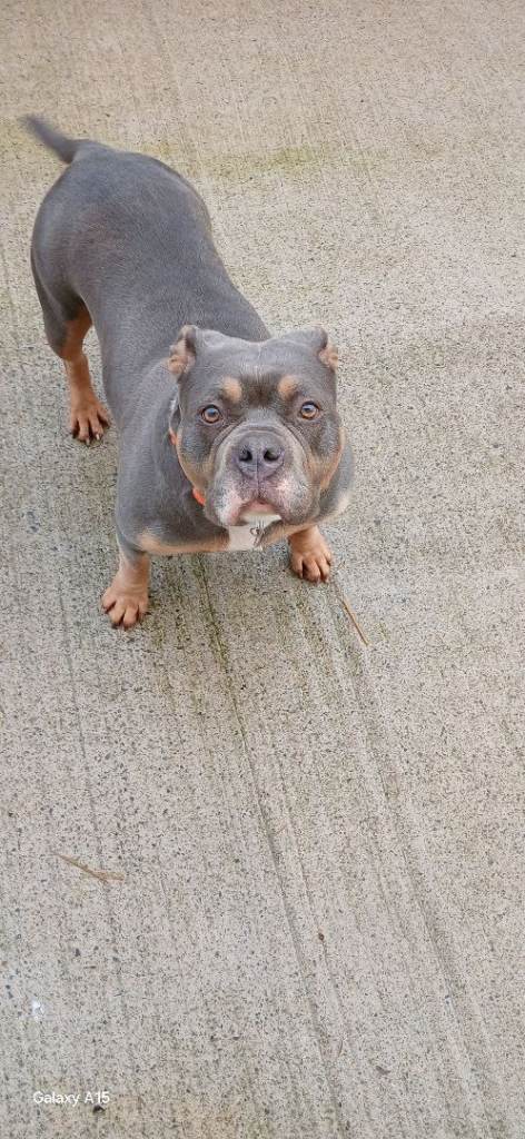 American pocket bully