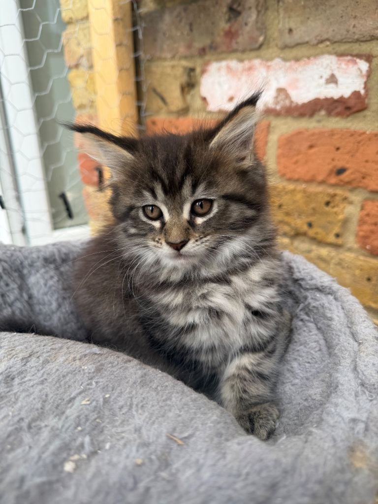 Lovely Maine Coon Kittens 