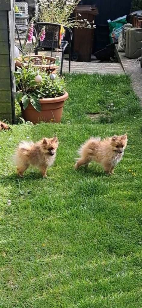 Pomeranians
