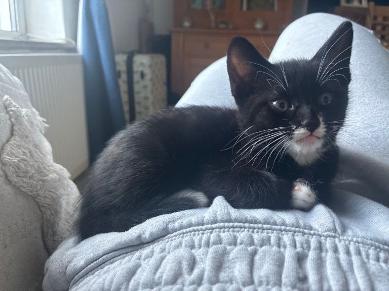 Beautiful fluffy kittens