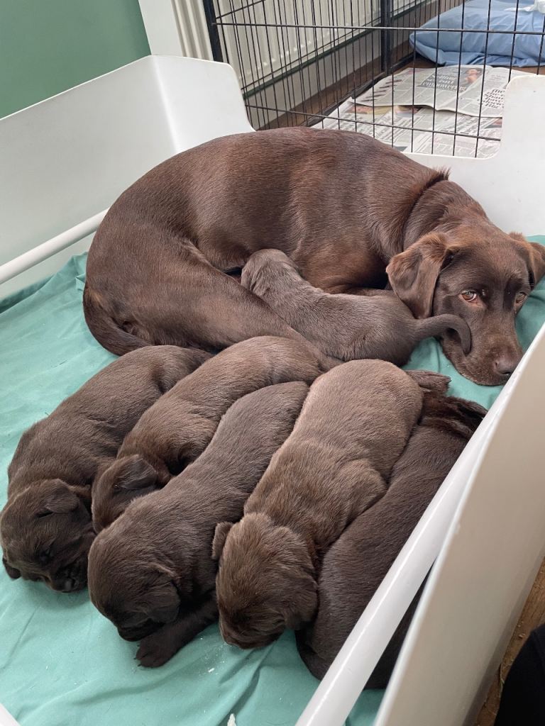 Chocolate Labrador puppies