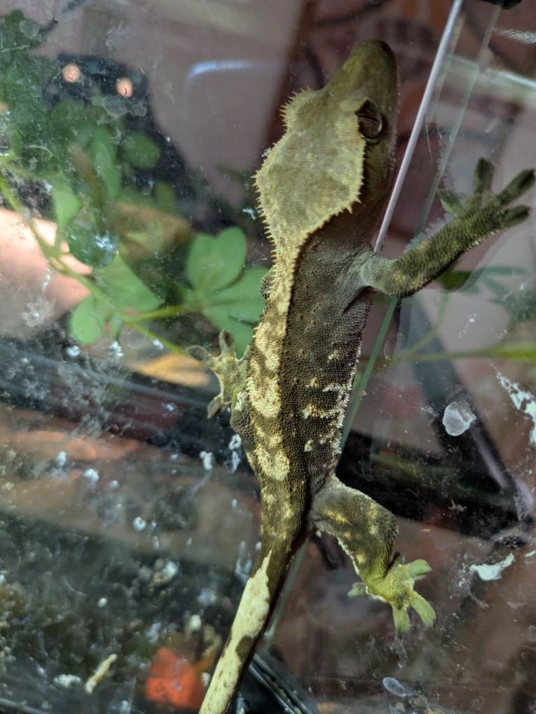 Crested geckos x 3 