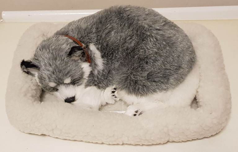image for •• Perfect Petzzz - Breathing Alaskan Husky • Grey & White ••