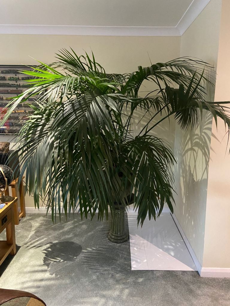 Stunning Kentia Palm - Excellent Condition