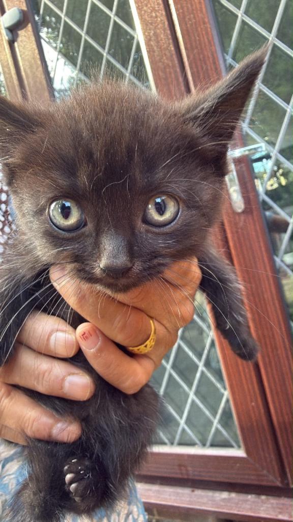 Beautiful, Playful Kitten Looking for Loving Homes 🐾