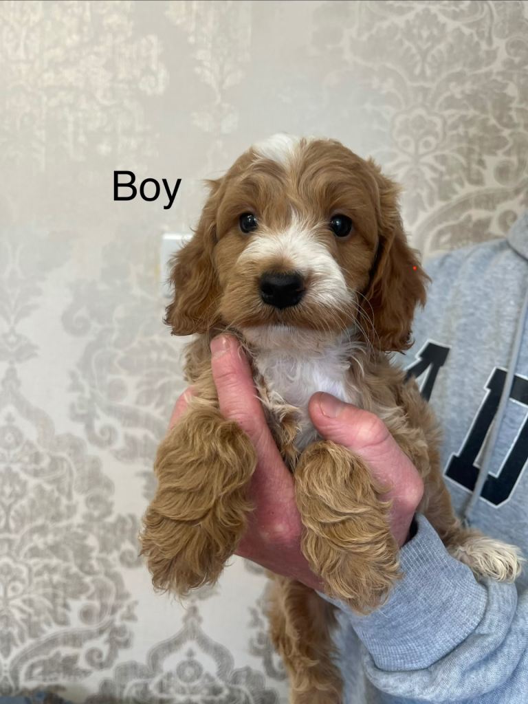 Cockapoo F1