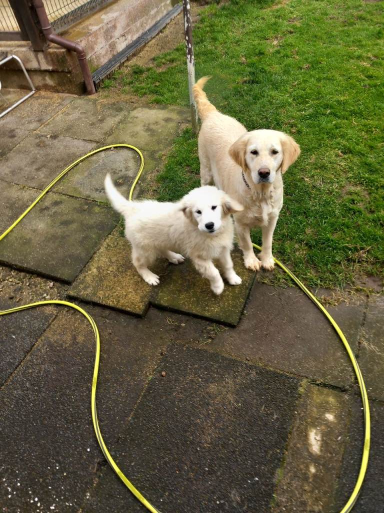 Golden retriever pup