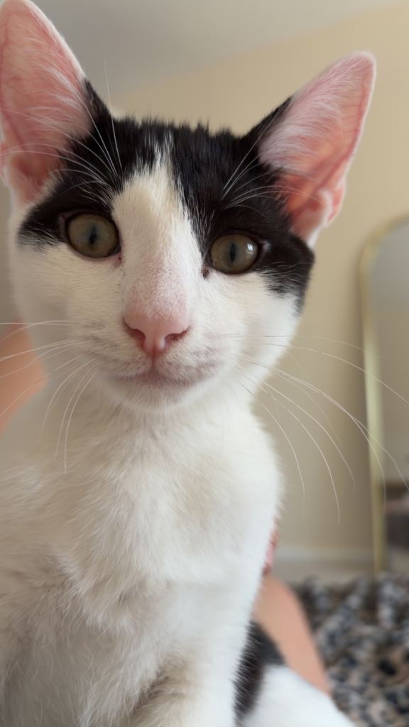 Female kitten 4 months