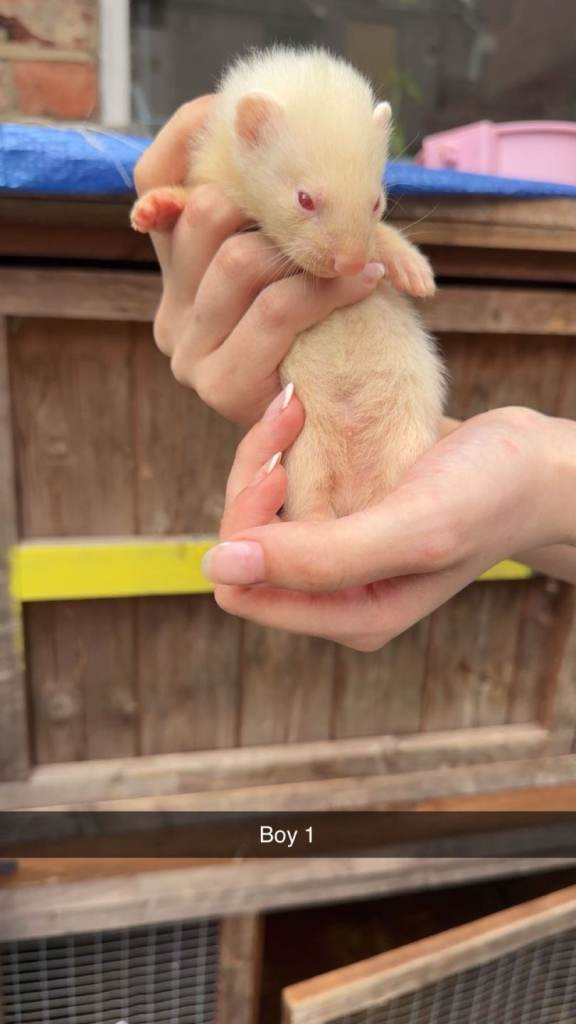 5 albino kits for sale