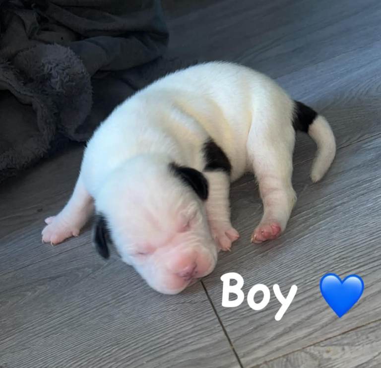 American bulldog X staffy puppies 