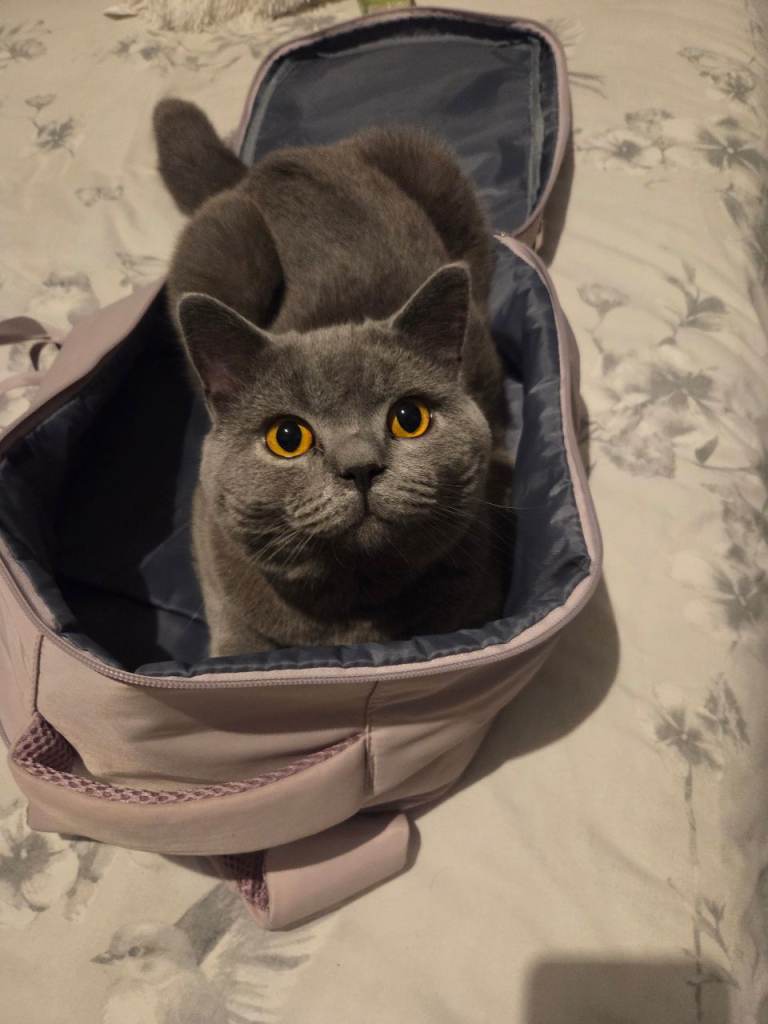Rehoming my gorgeous British Shorthair 