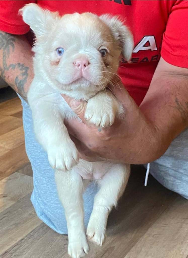 Fluffy Frenchie