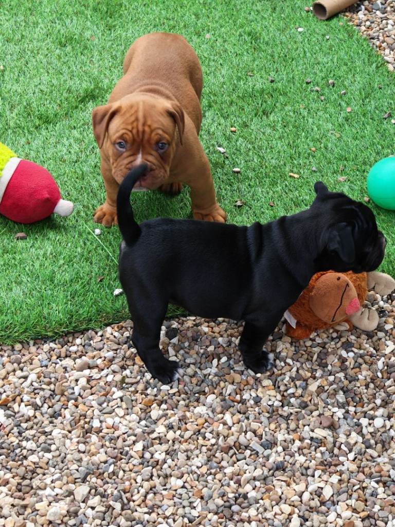 English bulldog x standard American bulldog 