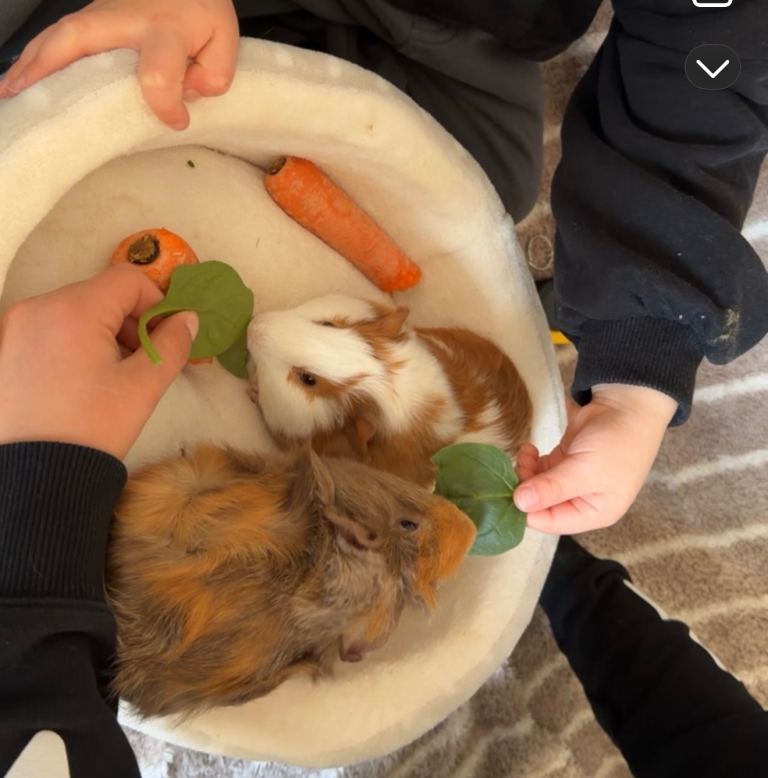Guinea pigs