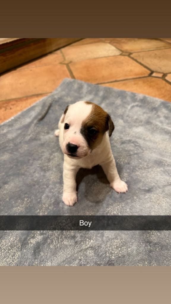 Jack russel puppies