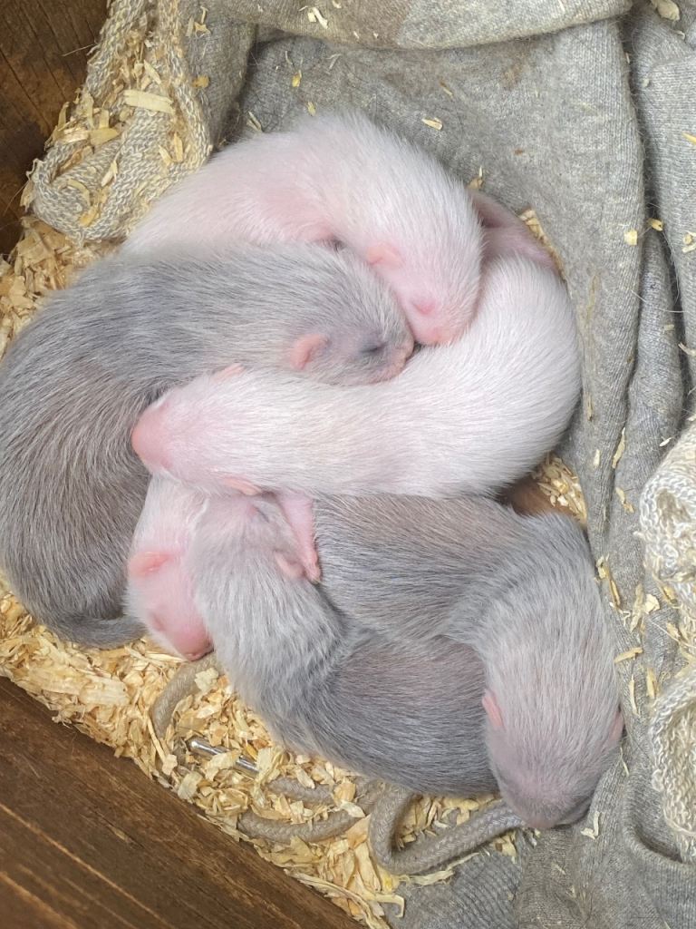 Ferret kits