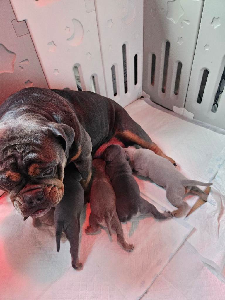Olde english bulldogges