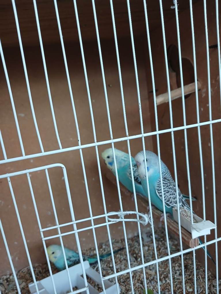 Baby budgies for sale
