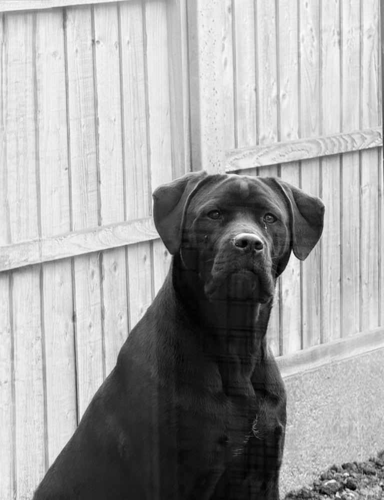 Beautiful black boy 8 month old cane corso x Rottweiler 