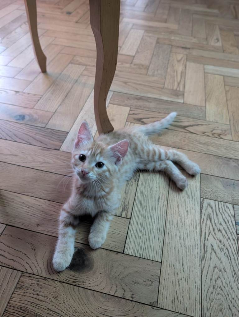 🐾 Beautiful Tiger Kittens for Sale 🐾