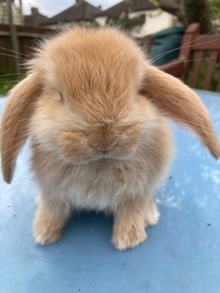 French Lop for sale in London 