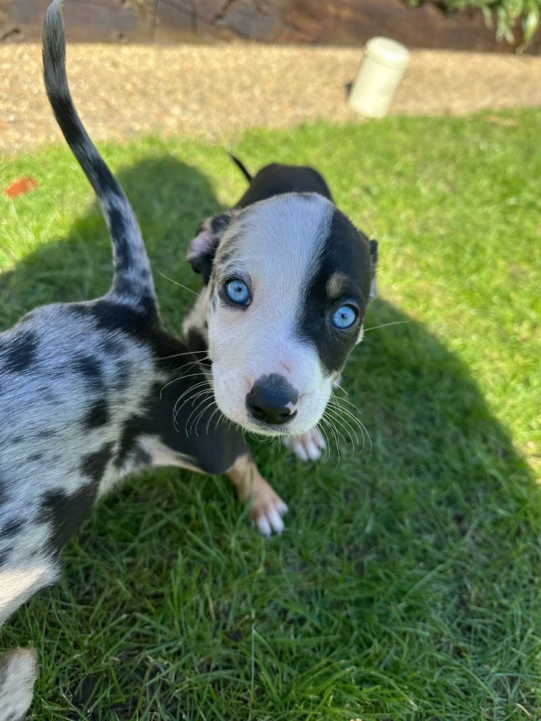 Australian Kelpie x Staffordshire Bull Terrier Puppies– last 2 left