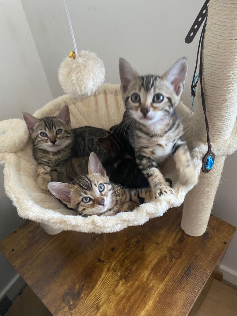Well socialised Bengal-mix Kittens
