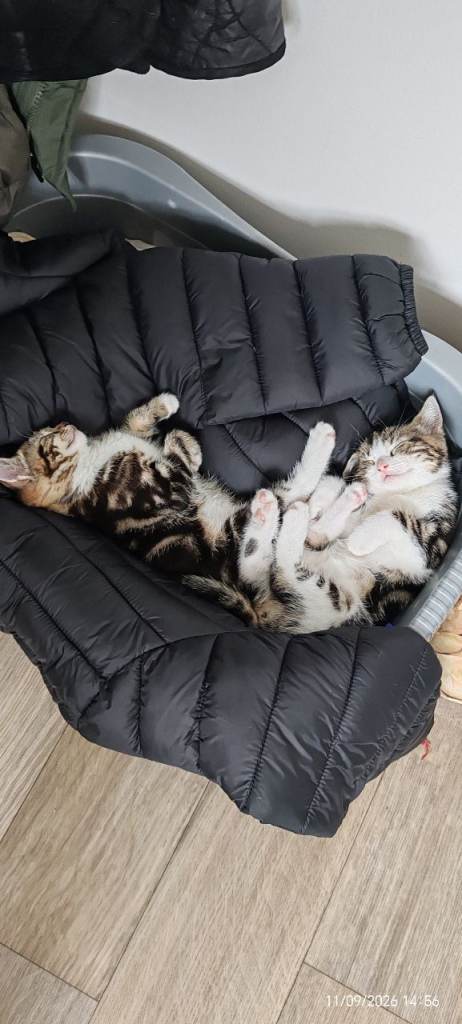 2 female kittens ready to leave now 