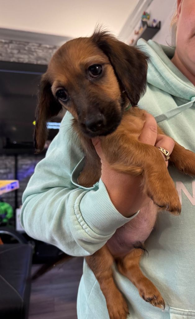 Dachshund puppies ready to leave now 3 girls and 2 boys left 