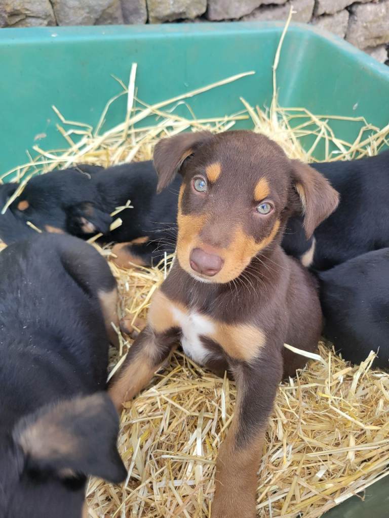 Adorable Huntaway x Kelpie pups
