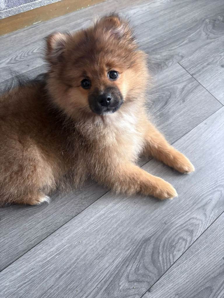 Beautiful pomrainian pup