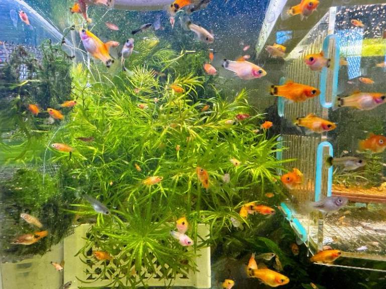 Beautiful small Platy, Guppy,Molly & Bristlenose Pleco –from home Hobby Tank