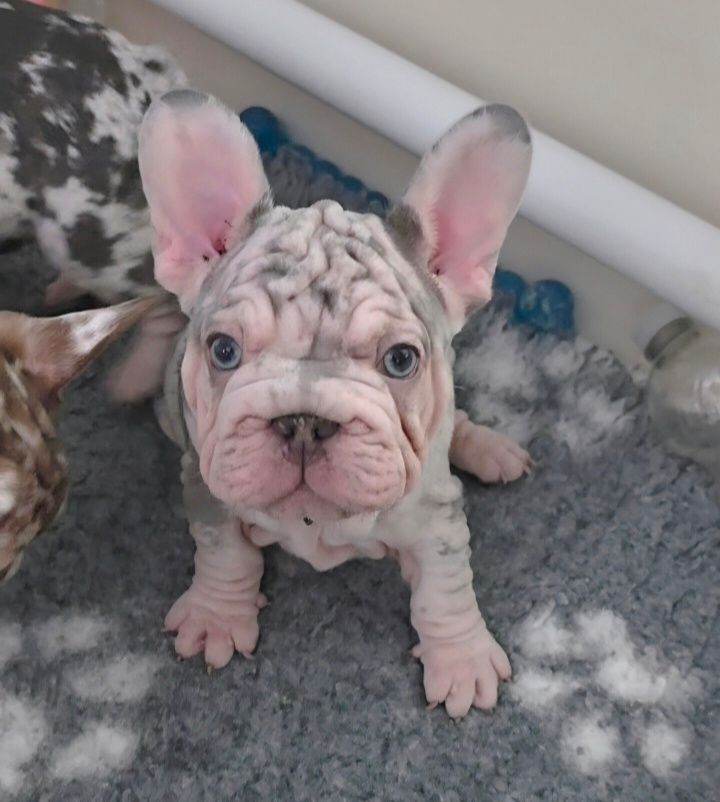 💯 Velvet Coat French Bulldog Pups 💯