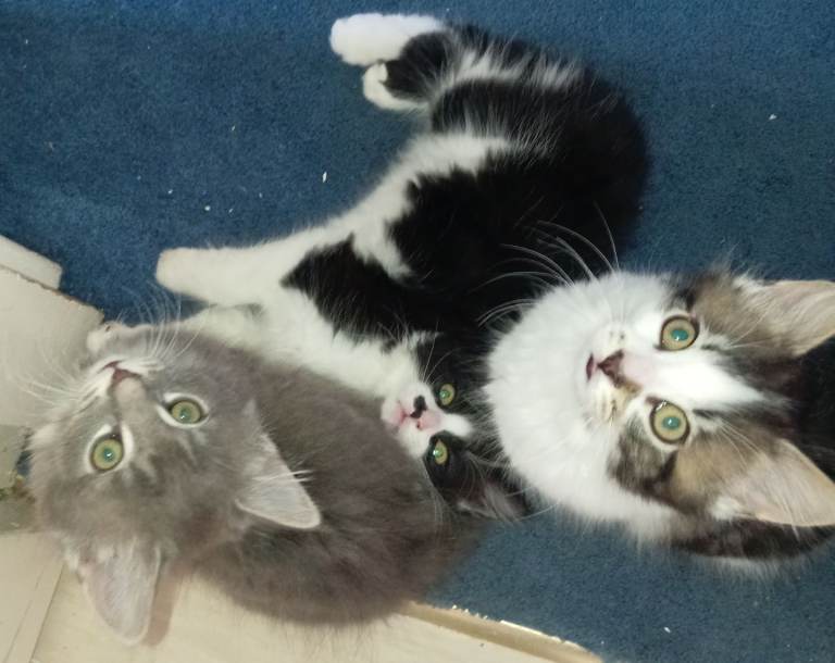 Kittens for sale, x4, 8 weeks old, litter tray trained, Eating alot, very Lively  