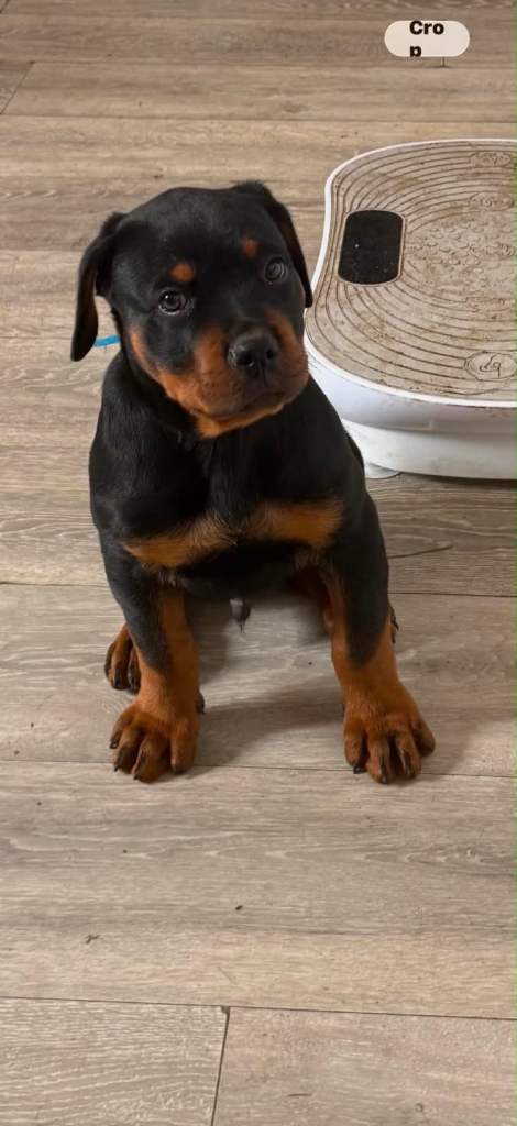 READY NOW STUNNING ROTTWEILER PUPPIES 