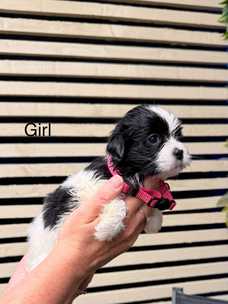 Lhasa Apso puppies for sale. 