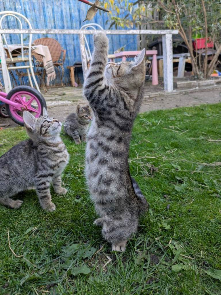 1 Boy Left! Friendly Bengal kittens boys and girl 11 weeks old ready now 