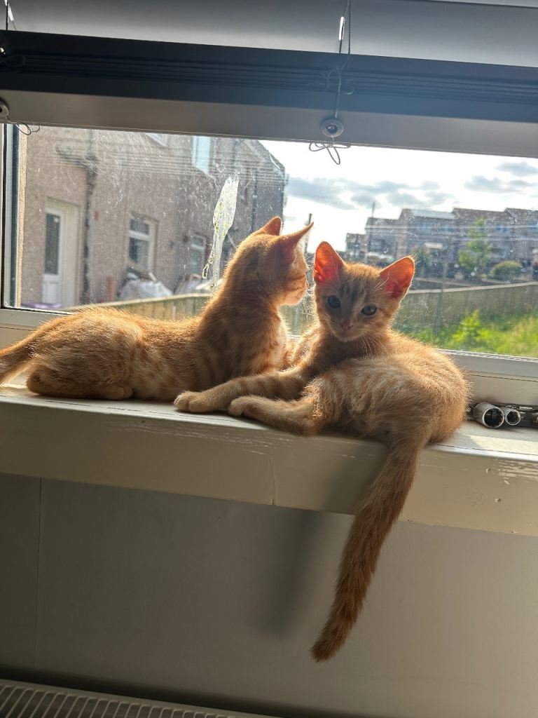 kitten for sale - 1 ginger male 