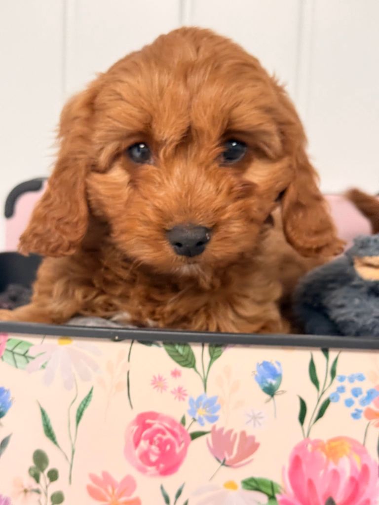 Cavapoo Puppies