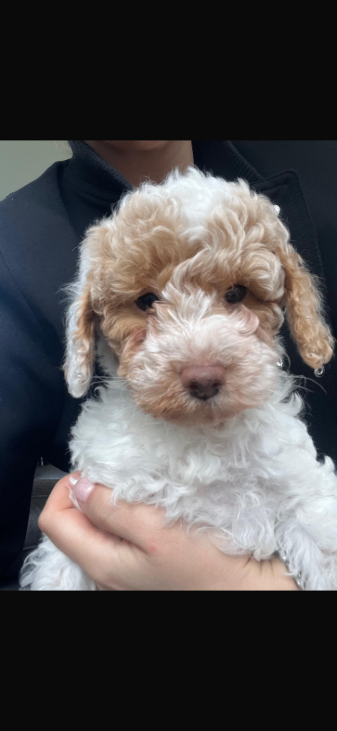 Cavapoo 