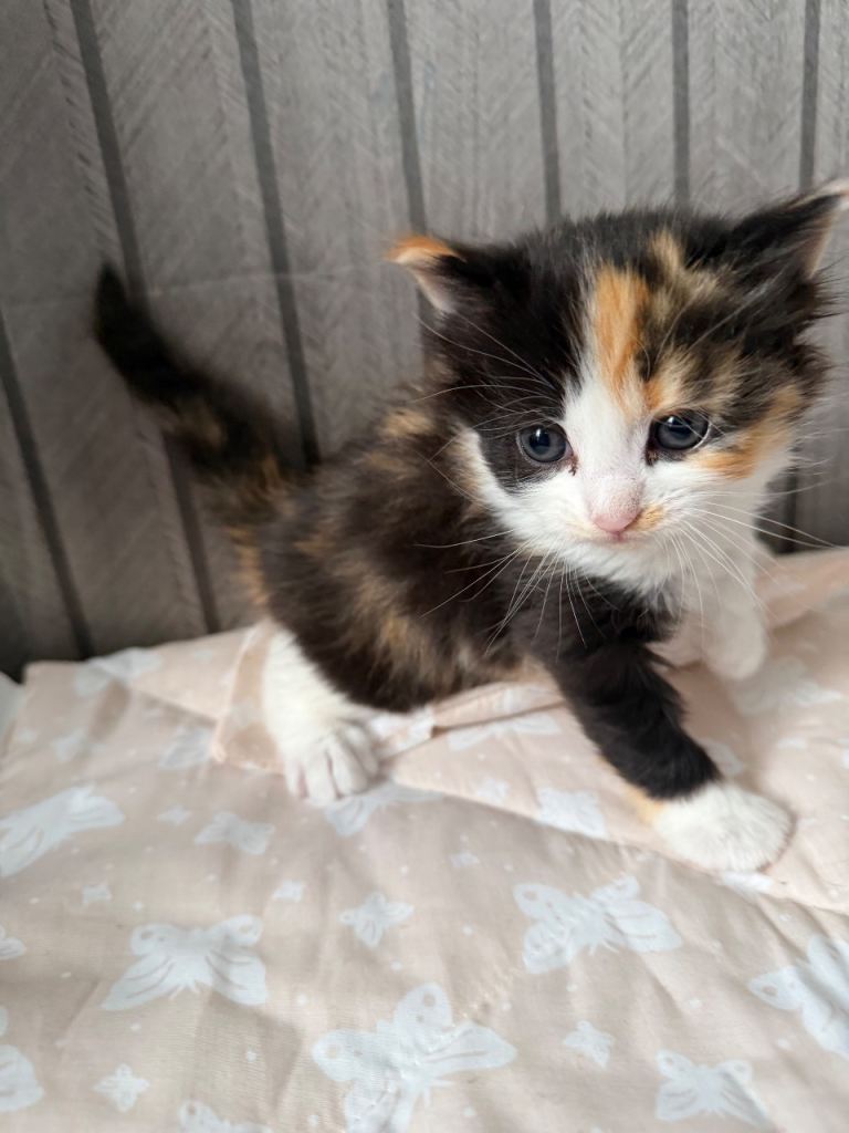 🐱 Adorable Kittens Looking for Loving Homes 🐱