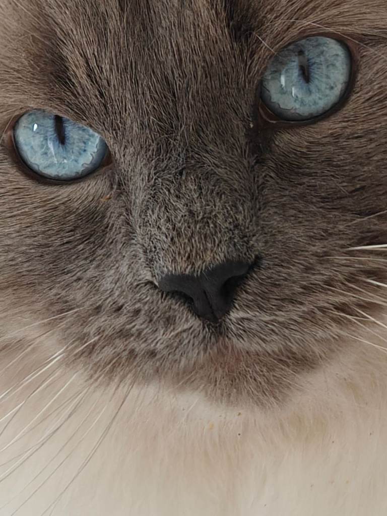 Blue point Ragdoll cat
