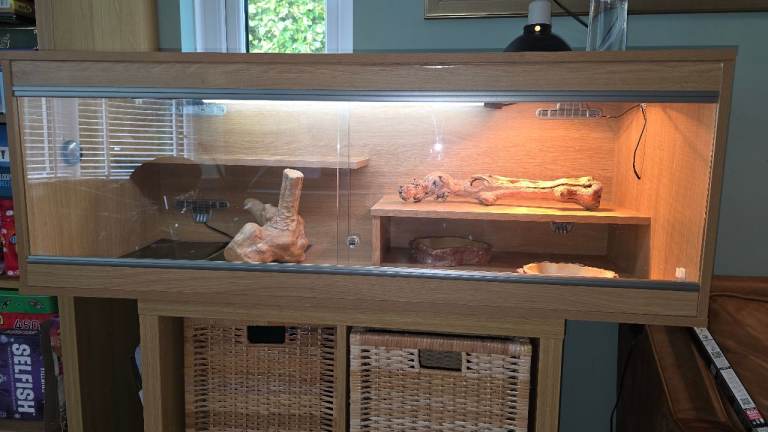 Gone Pending collection, Bearded dragon vivarium, full set up
